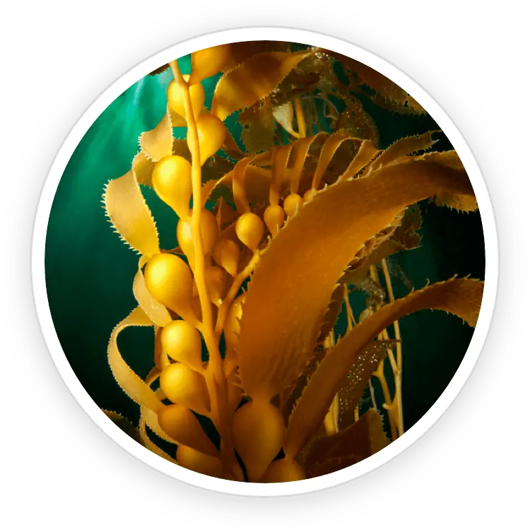 Golden brown kelp strands, highlighting toxin-free kelp used in the Prostadine formula.