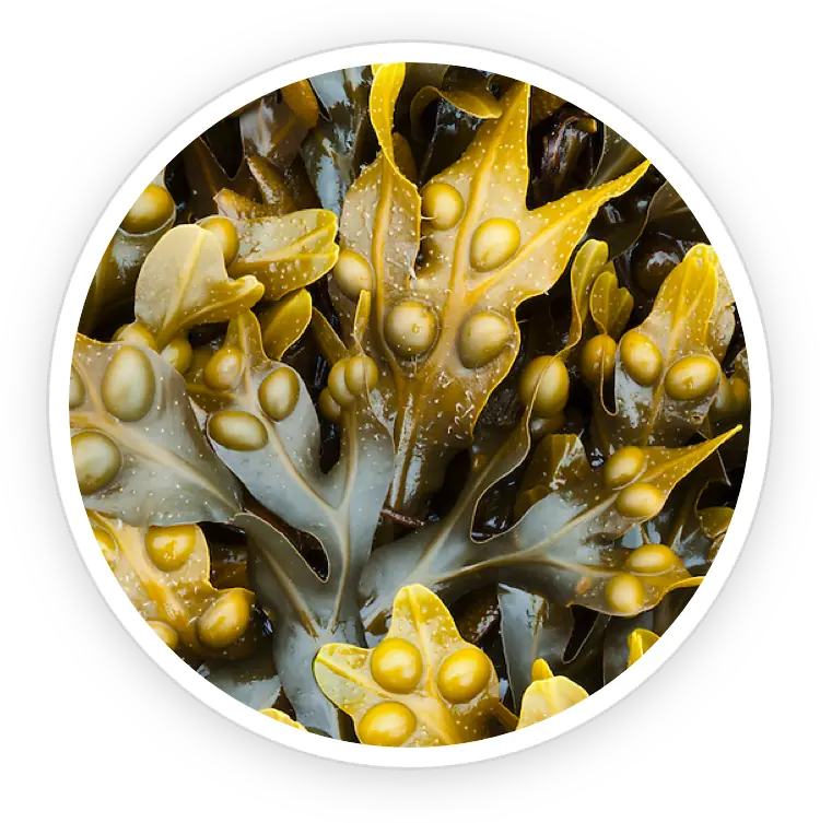 Underwater plant with nodules symbolizing a natural compound for cellular support.